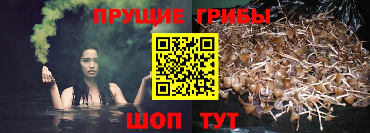 Псилоцибиновые грибы Cubensis  Вход с VPN  Сафоново 